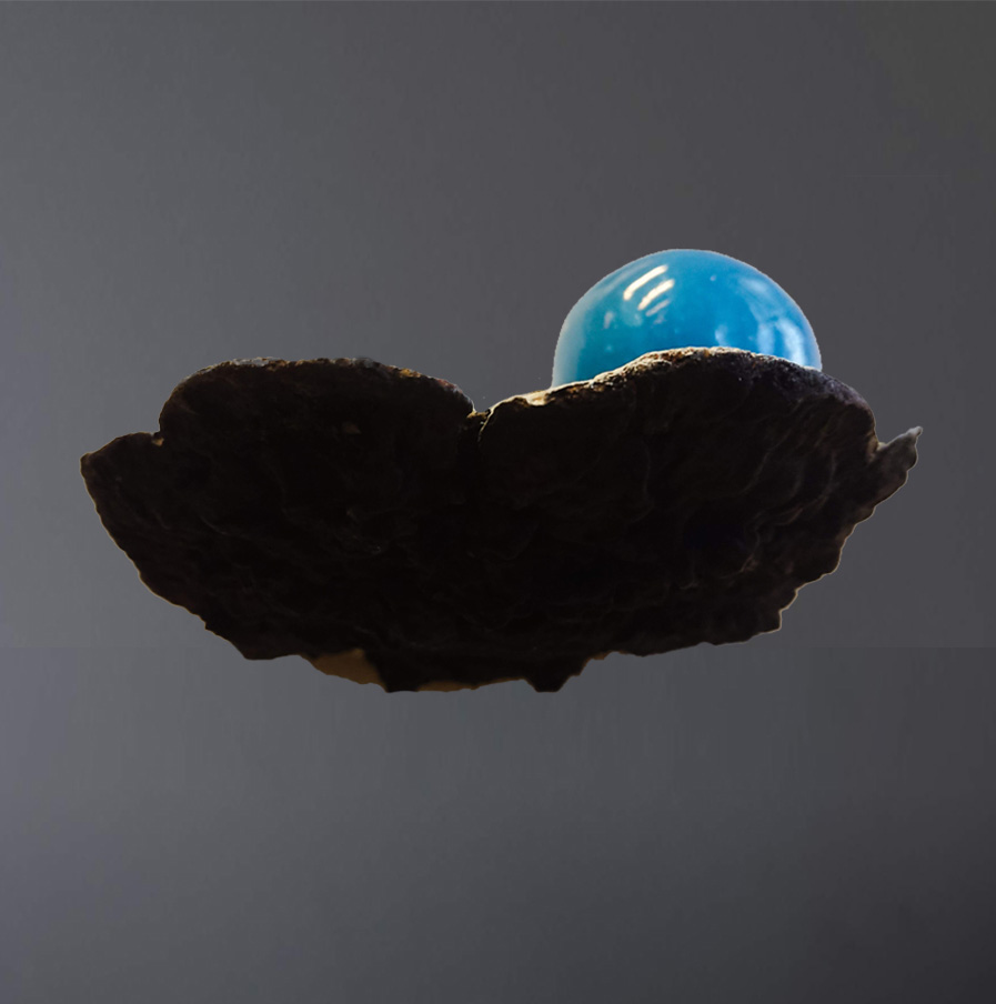 Blue Pearl (2019) Blue Pearl (2019)