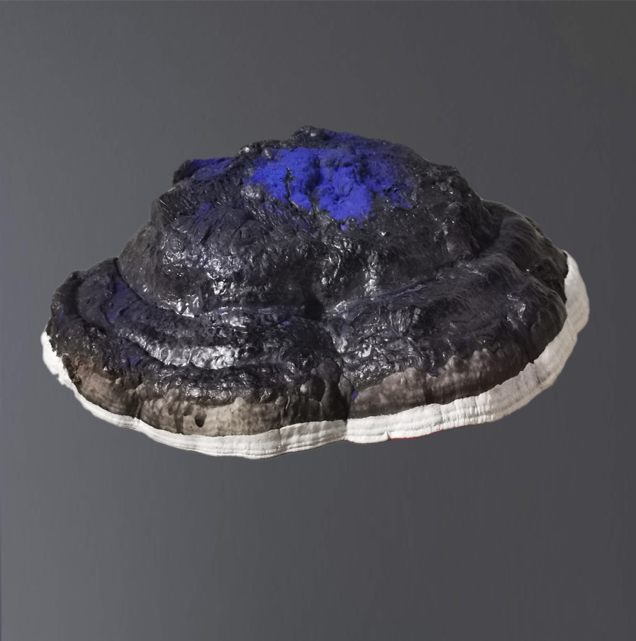 Zeevonk (2018) Zeevonk (2018)