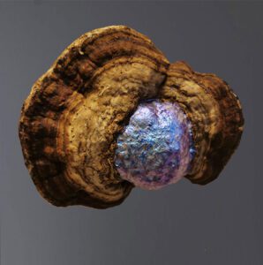 Verboden Vruchtje (2020) pigment, tonderhout, bijenwas – 12 x 10 x 7 (L x B x H) | DHVR