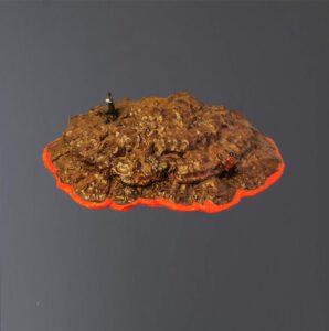 Missionari Island: Tondelhout, pigment, tin | 2020 DHVR