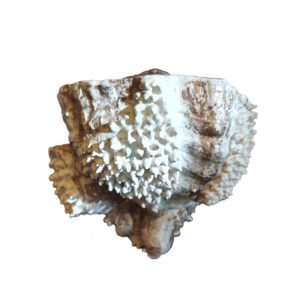 SpeerkiesTondelhout, pigment, goud, bijenwas 17-17-15 | 2020 DHVR